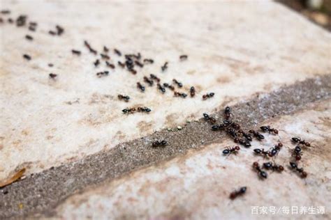 家中很多螞蟻